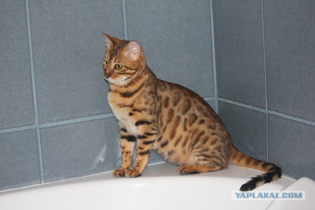 Лежанка для кота