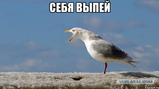 Когда купил и попробовал чаек за 15 рублей
