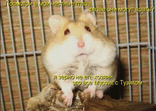 Тот случай, когда хитрый зайчик съел все конфеты