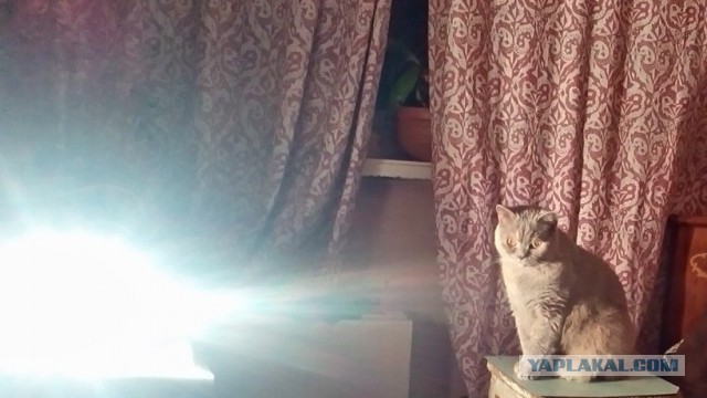 Котовторник 22.03.2016