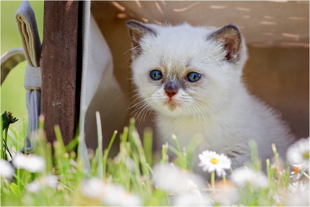 Коты из сети