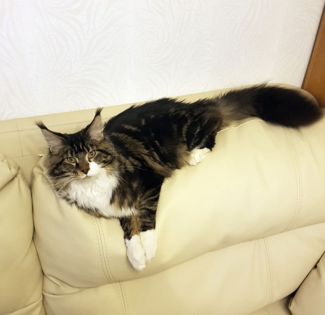 Котовторник  14.02.2017