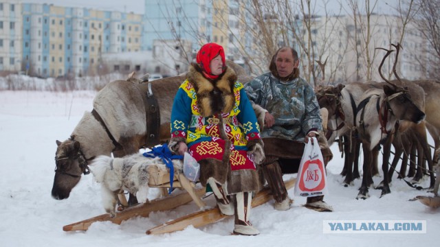 Новый Уренгой-Надым, покатушки  в выходные на День Оленевода