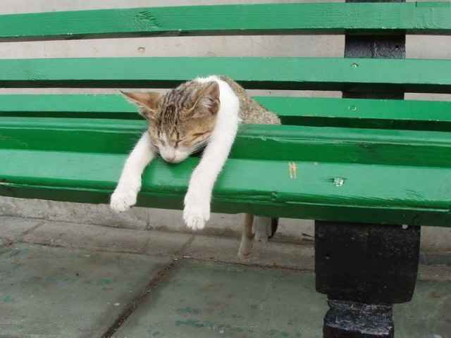 Коты и Кошки
