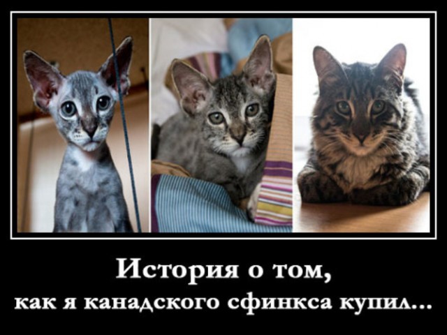 Лысый кот в умелых руках