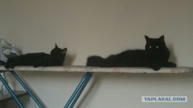 Коты. Отнюдь не ми-ми-ми.