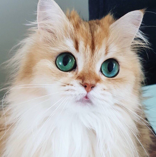Коты и Кошки