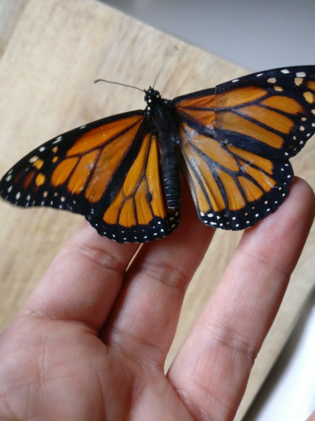 Трансплантация крыла бабочки Монарха
