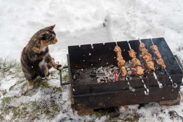 Прикольных котов пост