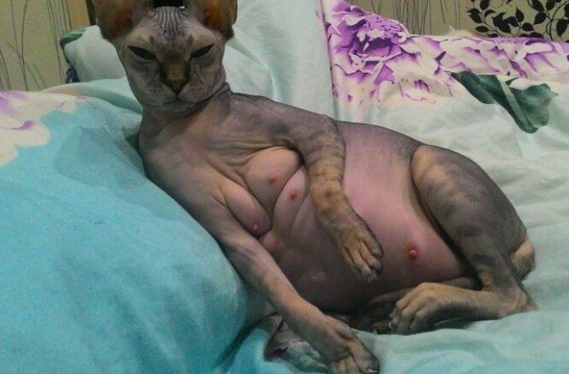 Фотобомбы котов