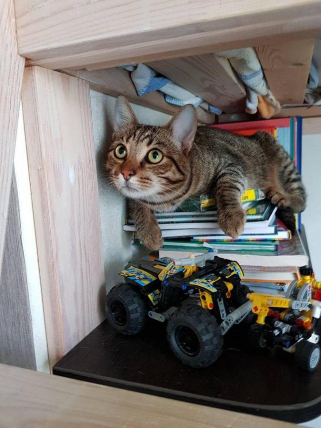 Котовторник 29.5.18