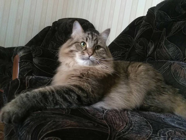 Котовторник 19.06.2018