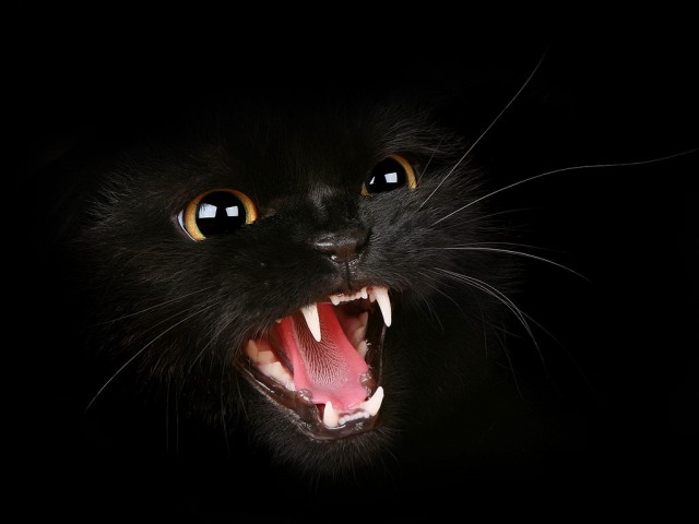 Начинаем котовторник!