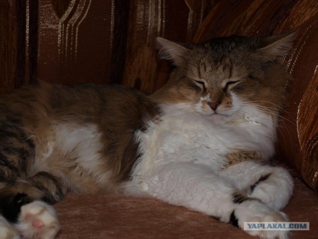 С котовторником !