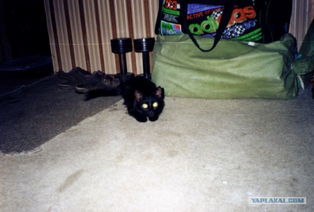 Котовторник 20.12.2011