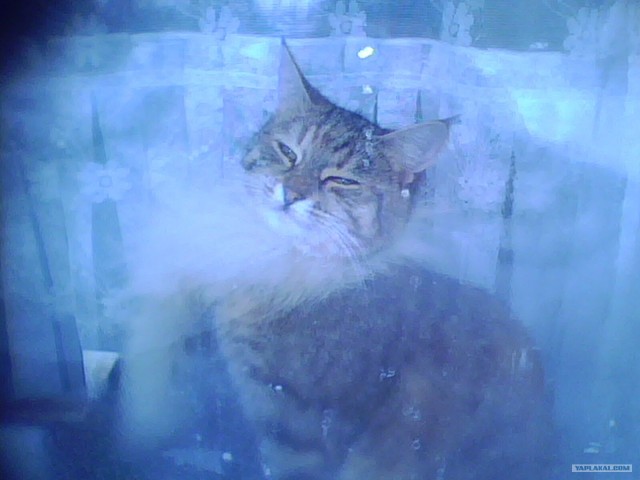 Котовторник (07.02.2012)
