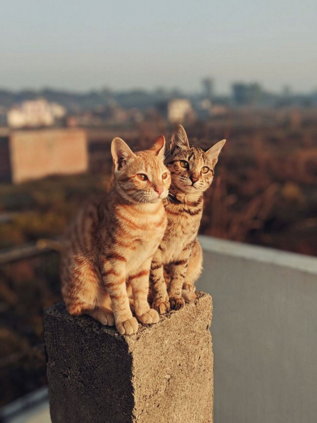 Прикольных котов пост