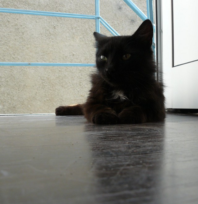 Котовторник 27.03.2012