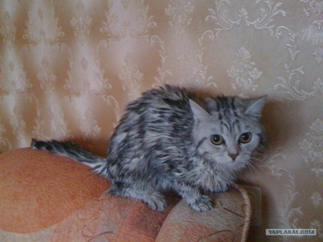 Котовторник 24.04.2012