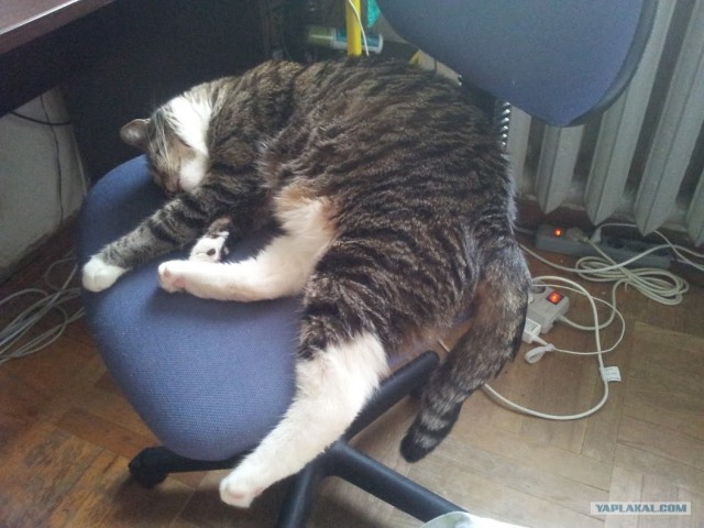 Котовторник 03 07 2012
