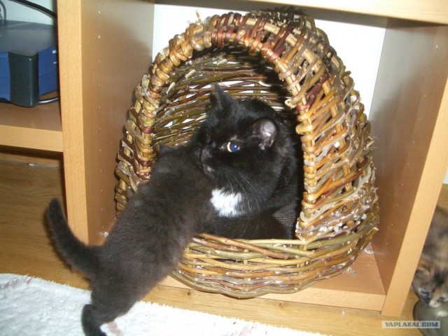 Котовторник  17.07.2012