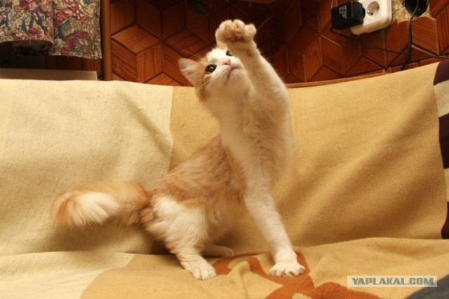 Котовторник 31.07.2012 г.