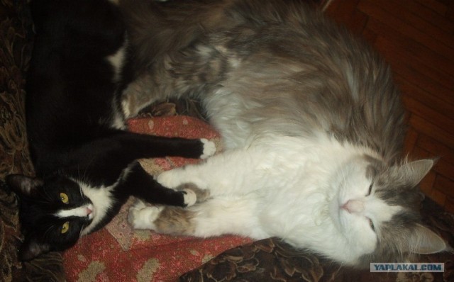 Котовторник ( 23.10. 2012. )