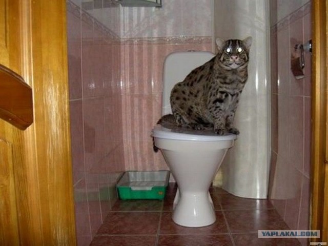 Рыбный кот