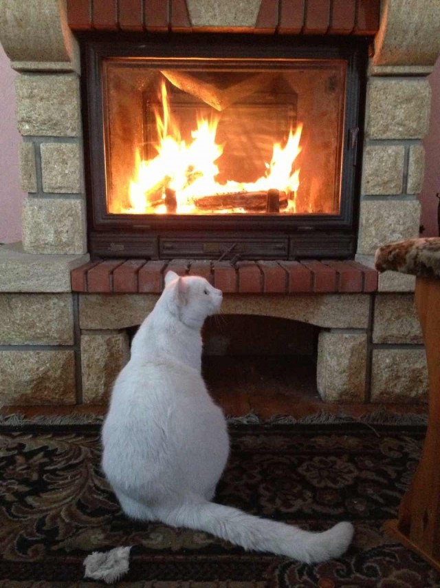 Котовторник! начнем? 04.06.19