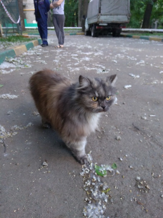 Возьмите кошку (Москва, ЗАО)
