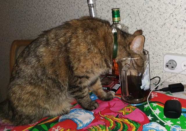 Коты - это жидкость
