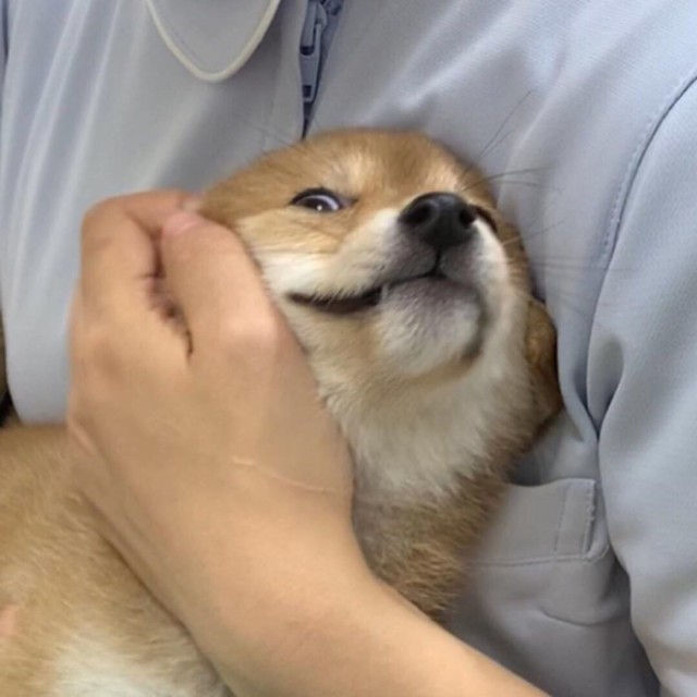Живность из сети