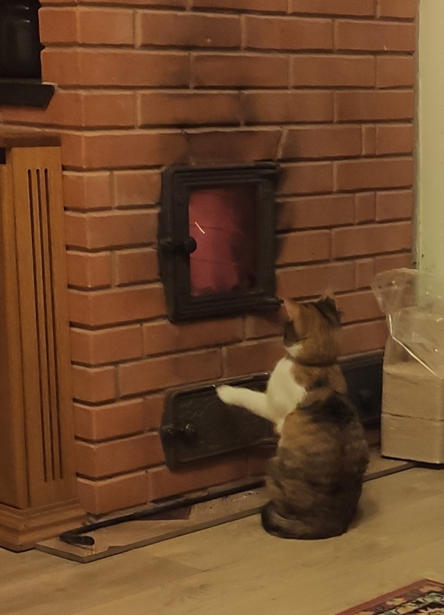 Котовторнику быть!