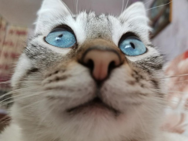 Котовторник!