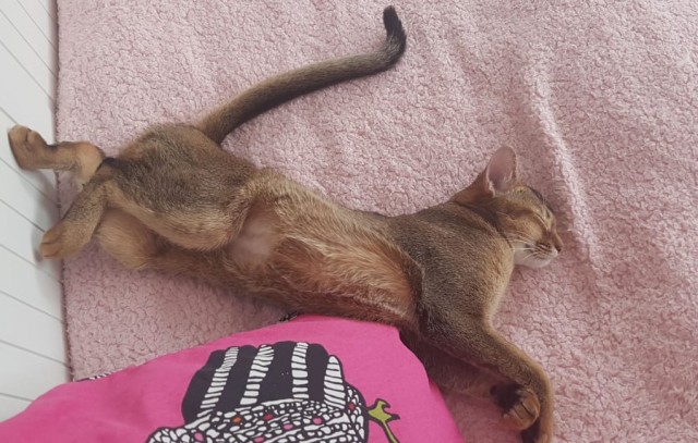 Даешь котовторник!