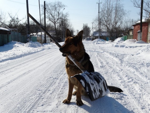 Подборка всякой живности