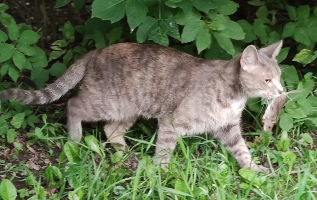 Разные котики