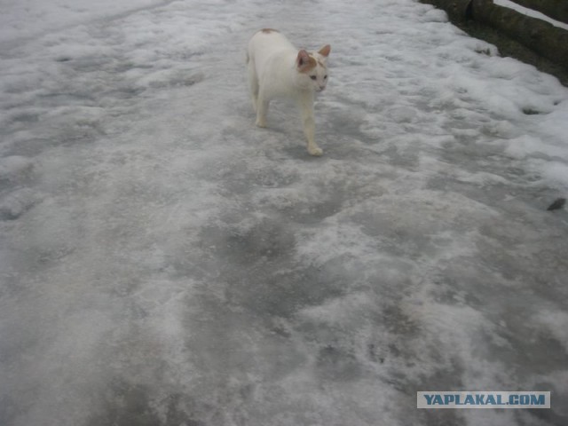 Жизнь домашнего приюта для котеек 381