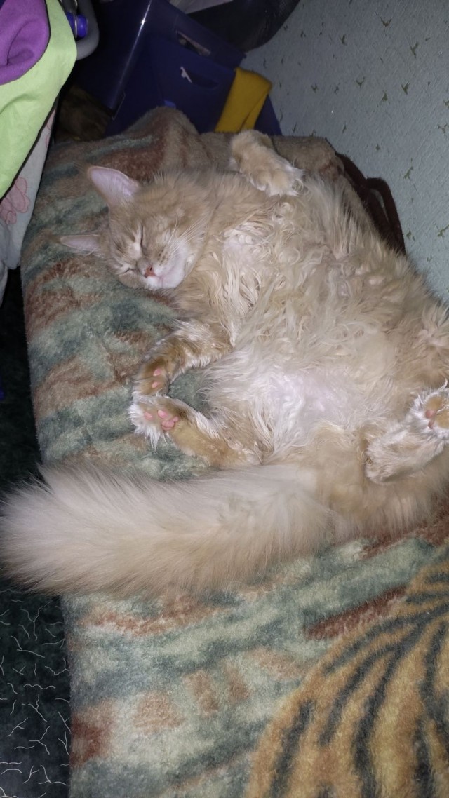 Кошка