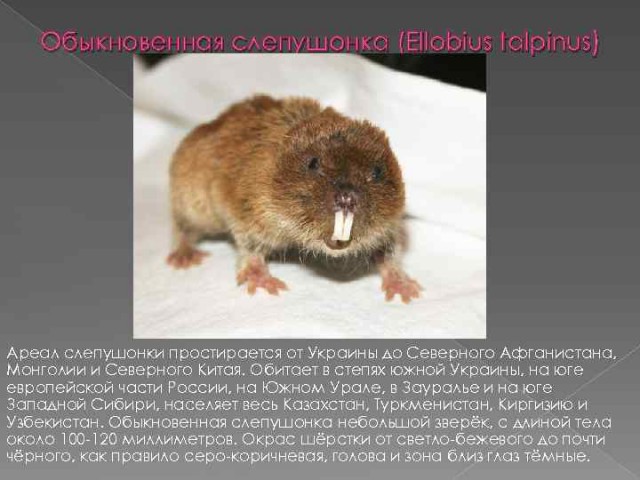 Что за зверушка?
