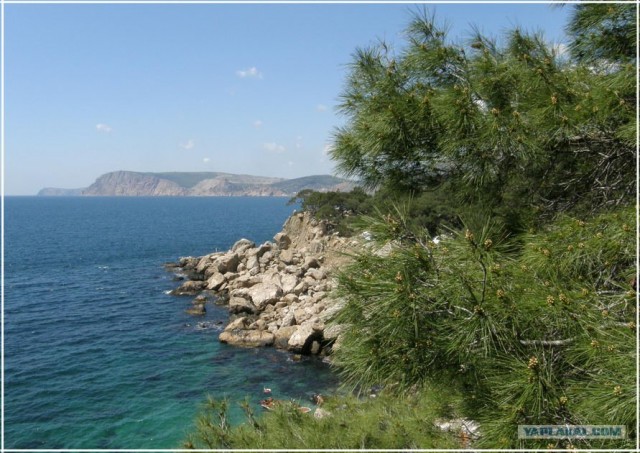 Крым. Мыс Ая. Деревья моря.