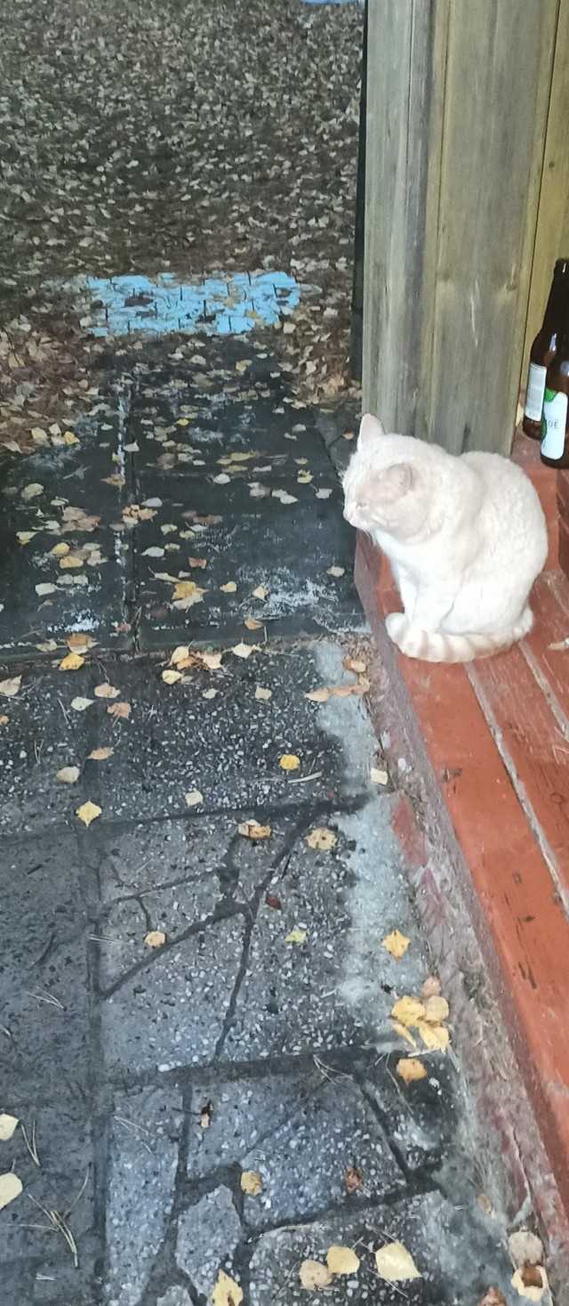 Котовторник 1.11.22