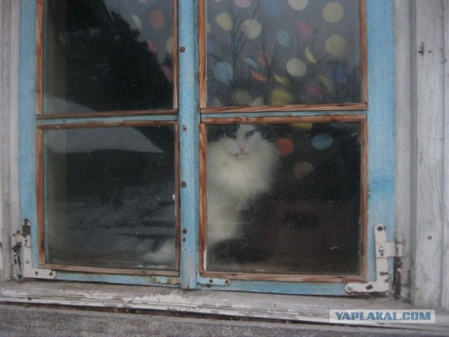 Жизнь домашнего приюта для котеек 421