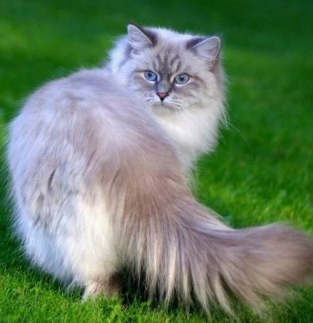 Кошка из Игры престолов