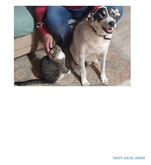 СлонотЯП итоги.