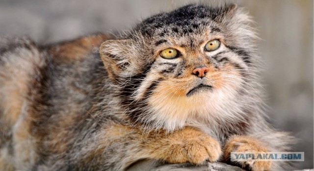 Красота диких кошек