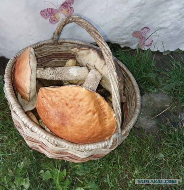 Сходил за грибами (Мск. обл)