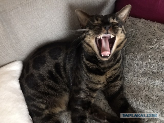 Такой бы пастью, да медка хлебнуть!