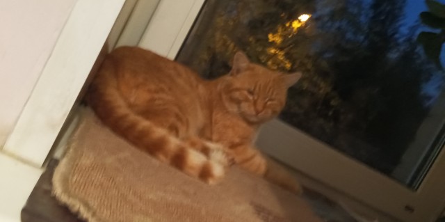 К - Котовторник ☺ Пополнение