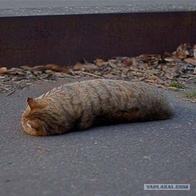 Толстые коты